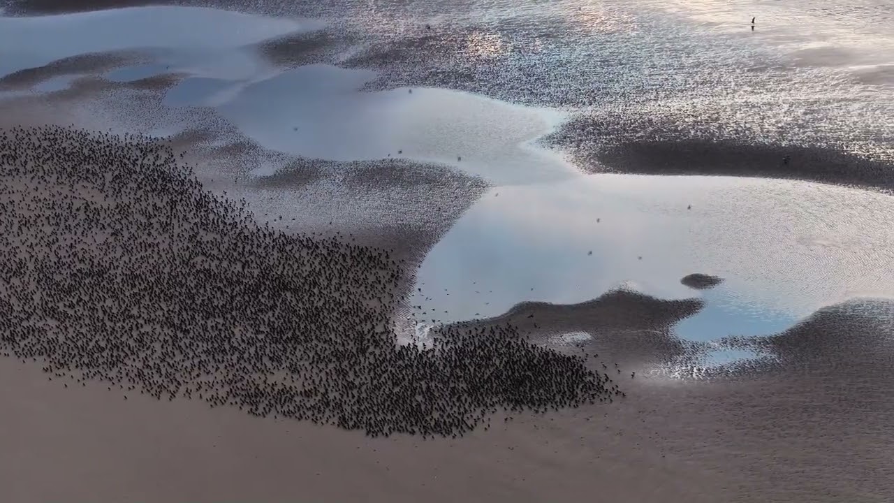 Starlings on Blackpool Beach