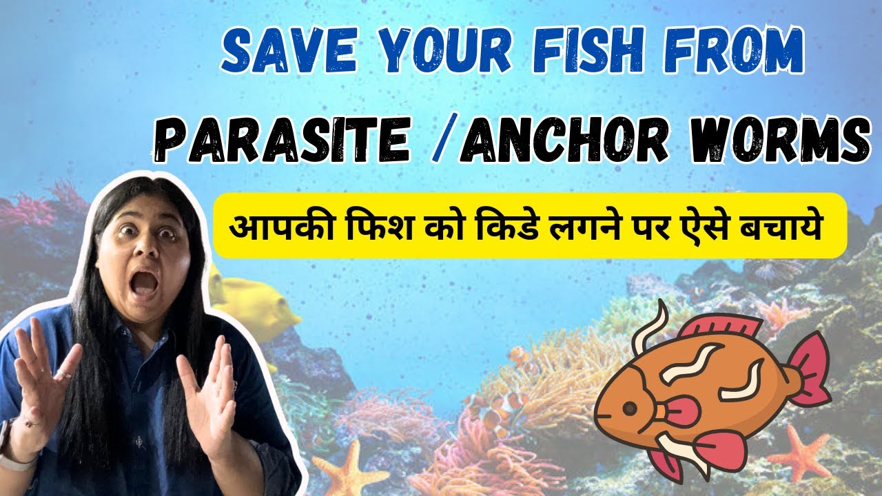 Removing Parasite From My Fish | Anchor Worm Removal | How to remove anchor worm at home #aquarium