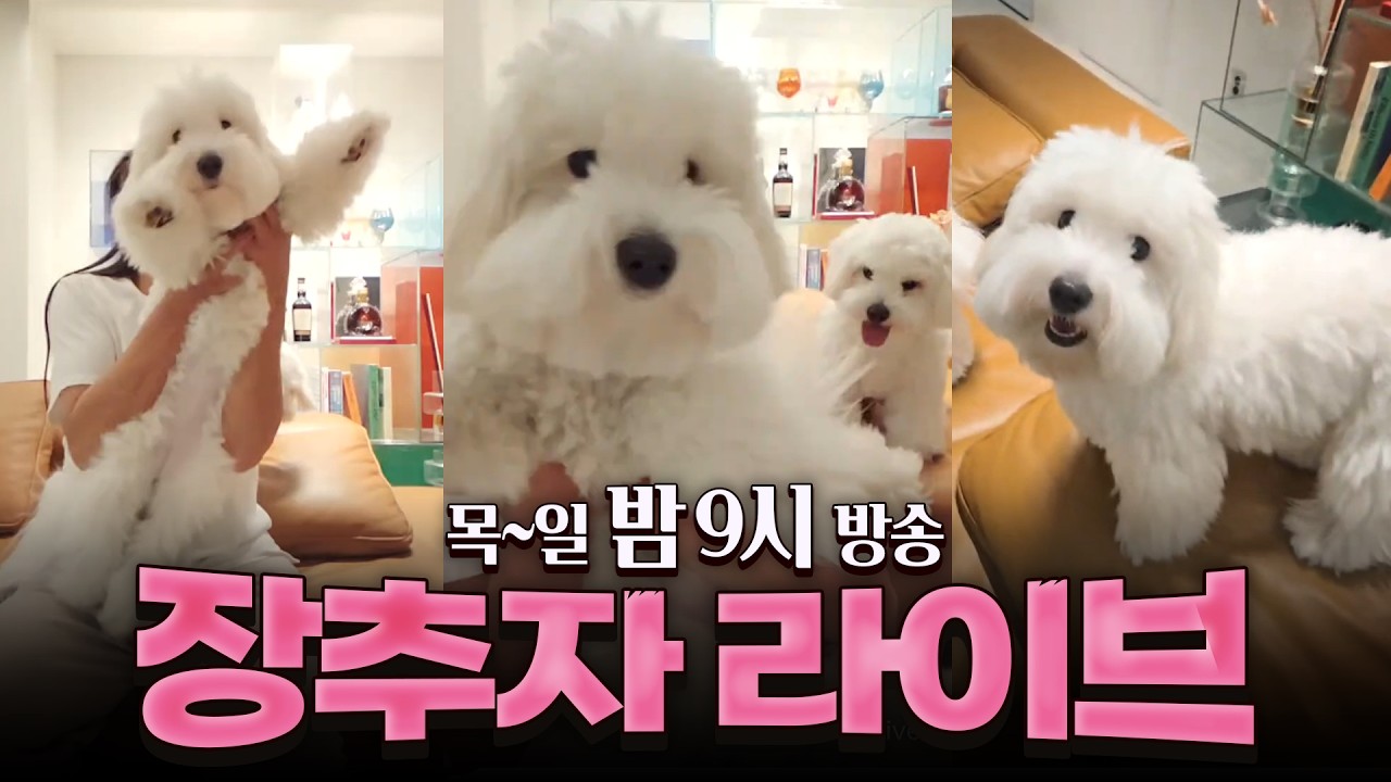 2026.02.24 장추자 라이브 - 비가와서 나가기 싫은 날~♡♡집에서 보아요ㅋ