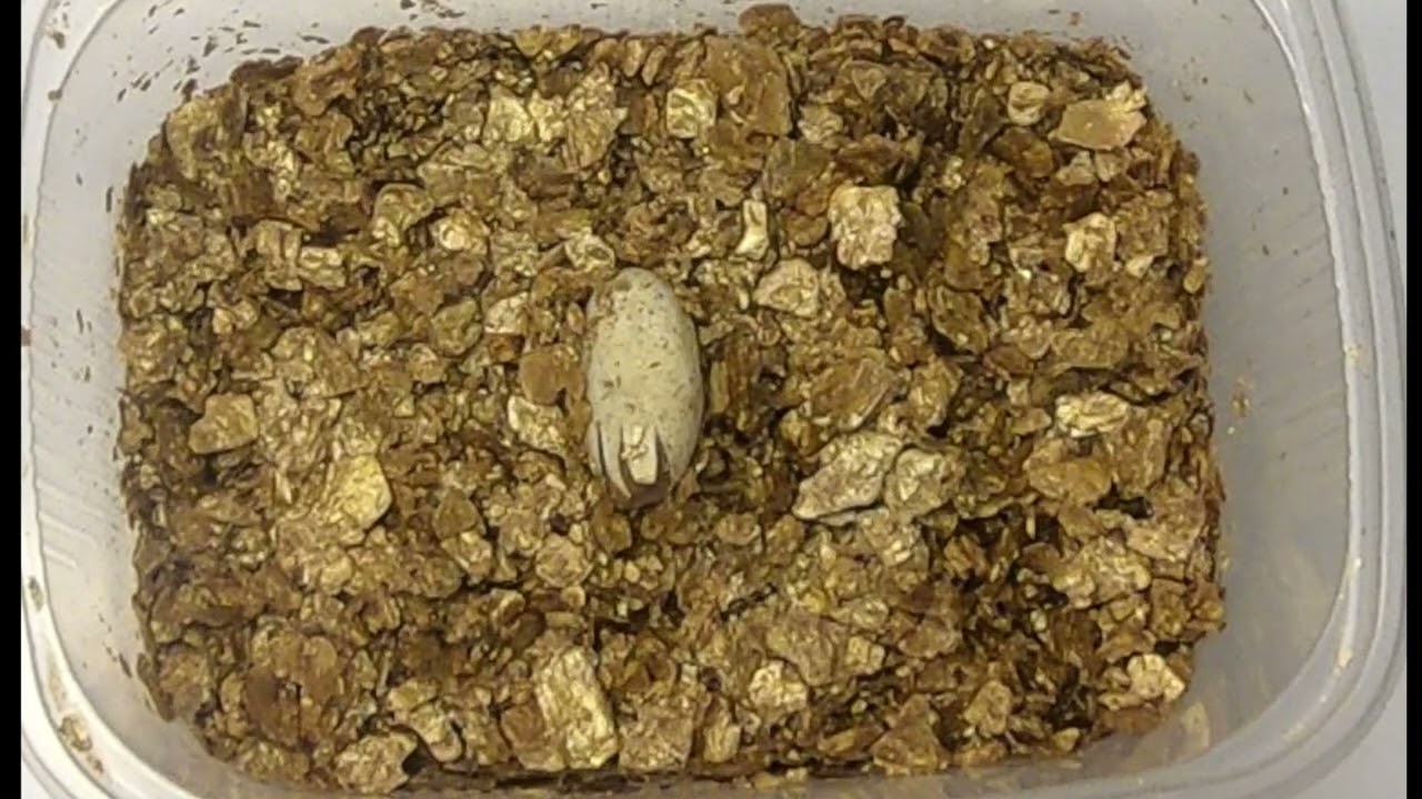 Klucie Kameleona Lampa Nosy Be True blue