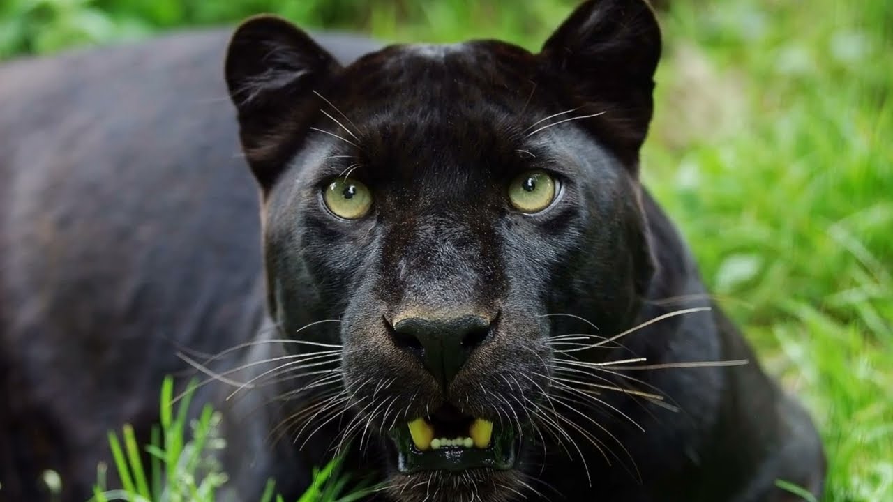 The fascinating truth about black panthers