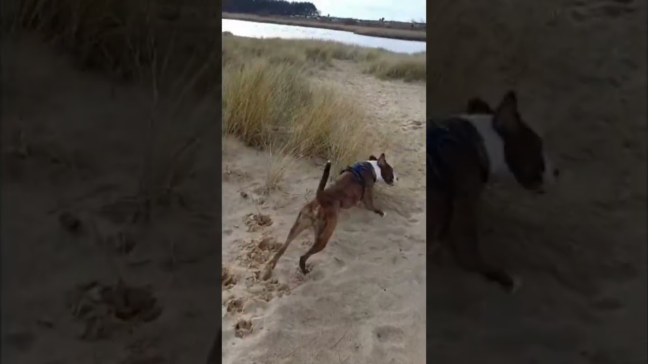 Spike is living his best life! | Dogs Trust