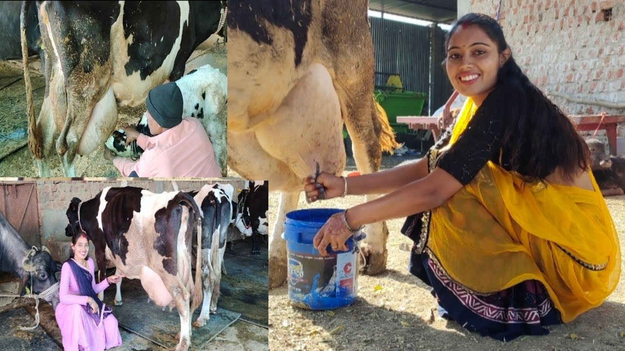 #cow #milking#priyankaने 650 किलो मीटर जाके बनाई #video #trending #viral @Pritam sankhla Rajput