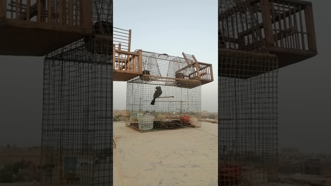 تغريد بلبل وحشي لتخريج المخاليف
