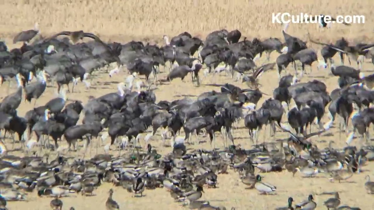 suncheonbayThe Majestic Flight of Hooded Cranes: Winter at Suncheonman Bay Wetland, Korea