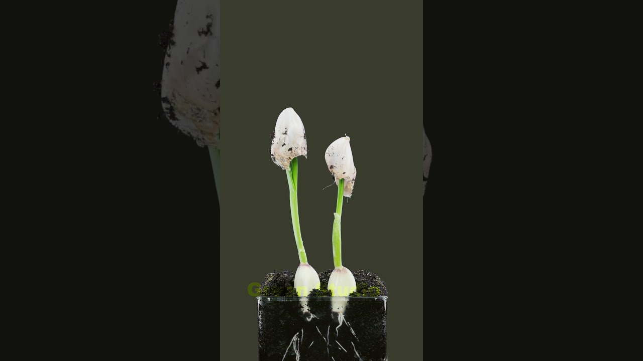 Time lapse of growing garlic cloves #plants #gardening #relaxing