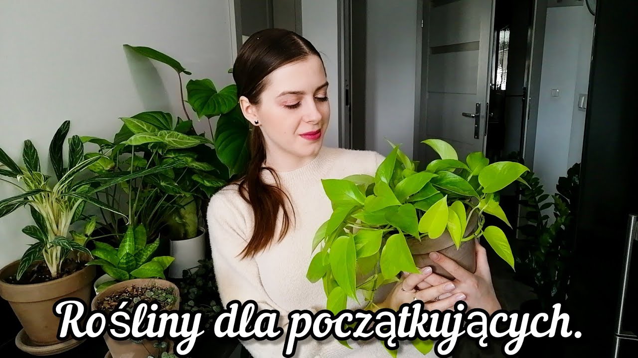 Rośliny przyjemne w uprawie. Od jakiej rośliny zacząć? Co dla osób początkujących? Moje typy.