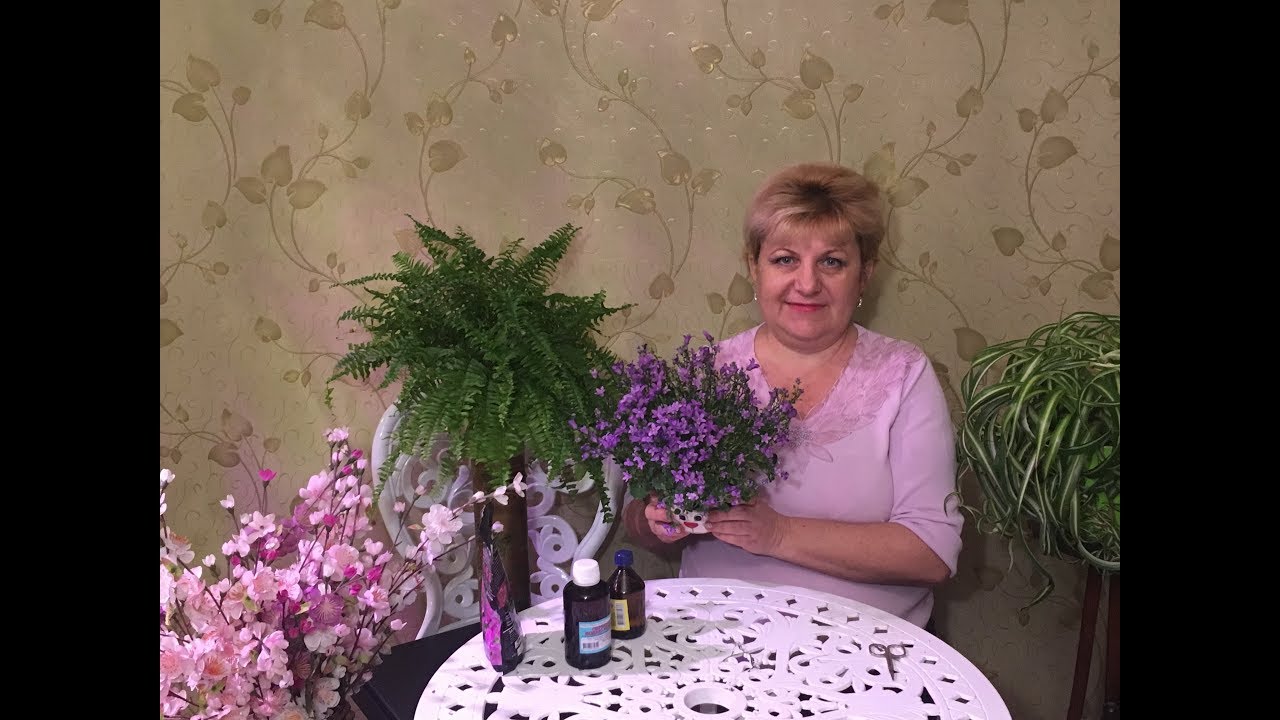 Кампанула - украшение вашего дома. Уход и выращивание.