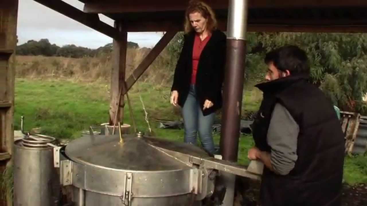 huile essentielle :distillation criste marine