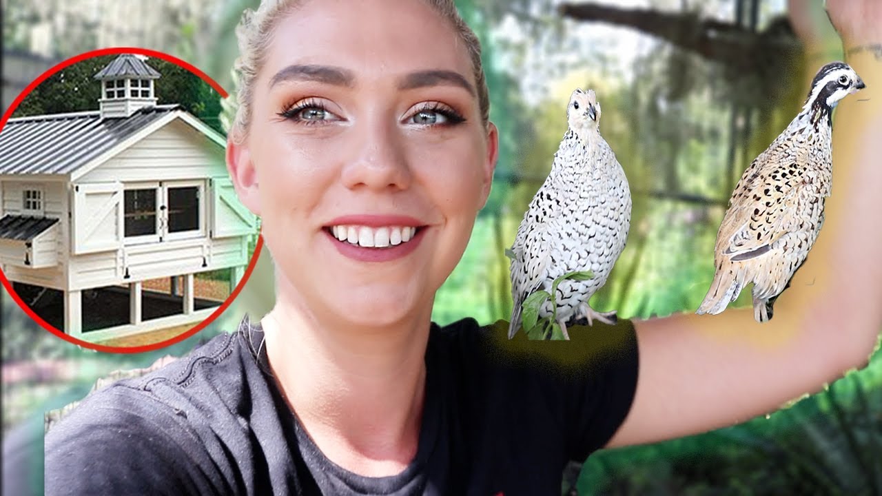MOVING MY QUAILS INTO THEIR NEW QUAIL MANSION! | NICOLE SKYES
