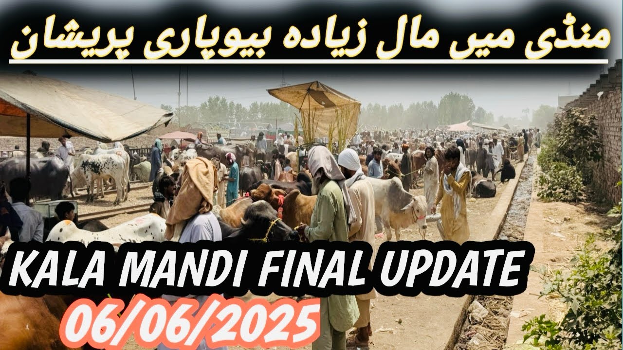 Kala Mandi Peshawar 06/06/2025 Latest update | last day in Mandi