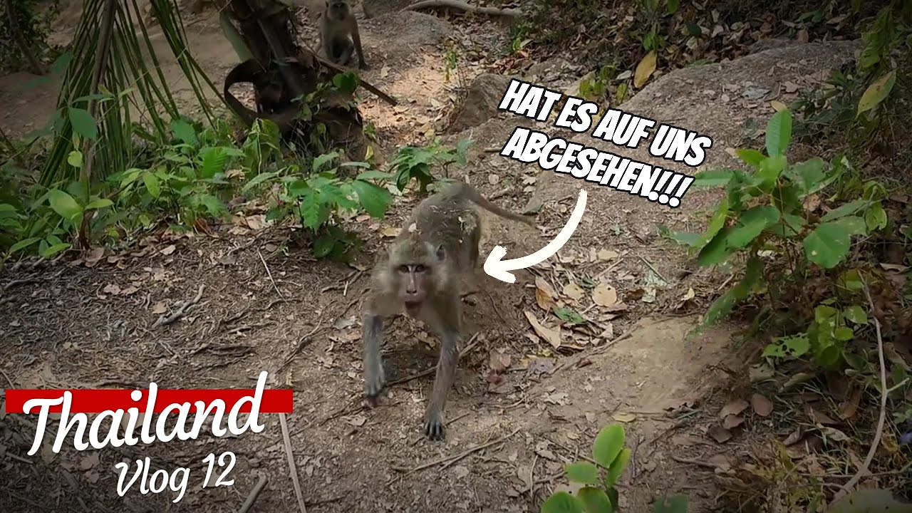 Von Affen attackiert! 🇹🇭 Weltreise Vlog # 12 - Koh Phangan, Dschungeltour, Horror Bootsfahrt