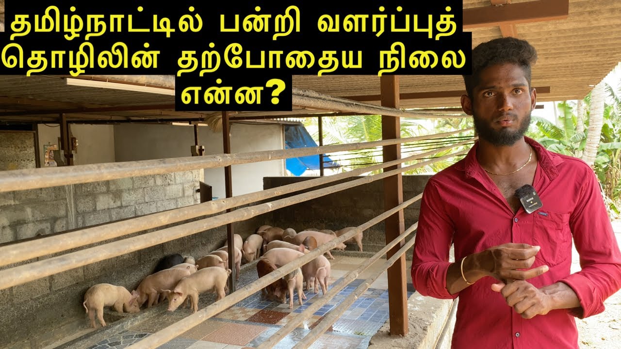 1. What is the current status of pig farming industry in Tamil Nadu?
