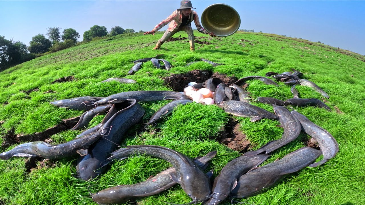Top amazing fishing, catch a lot of fish in water and pick duck eggs in rice field
