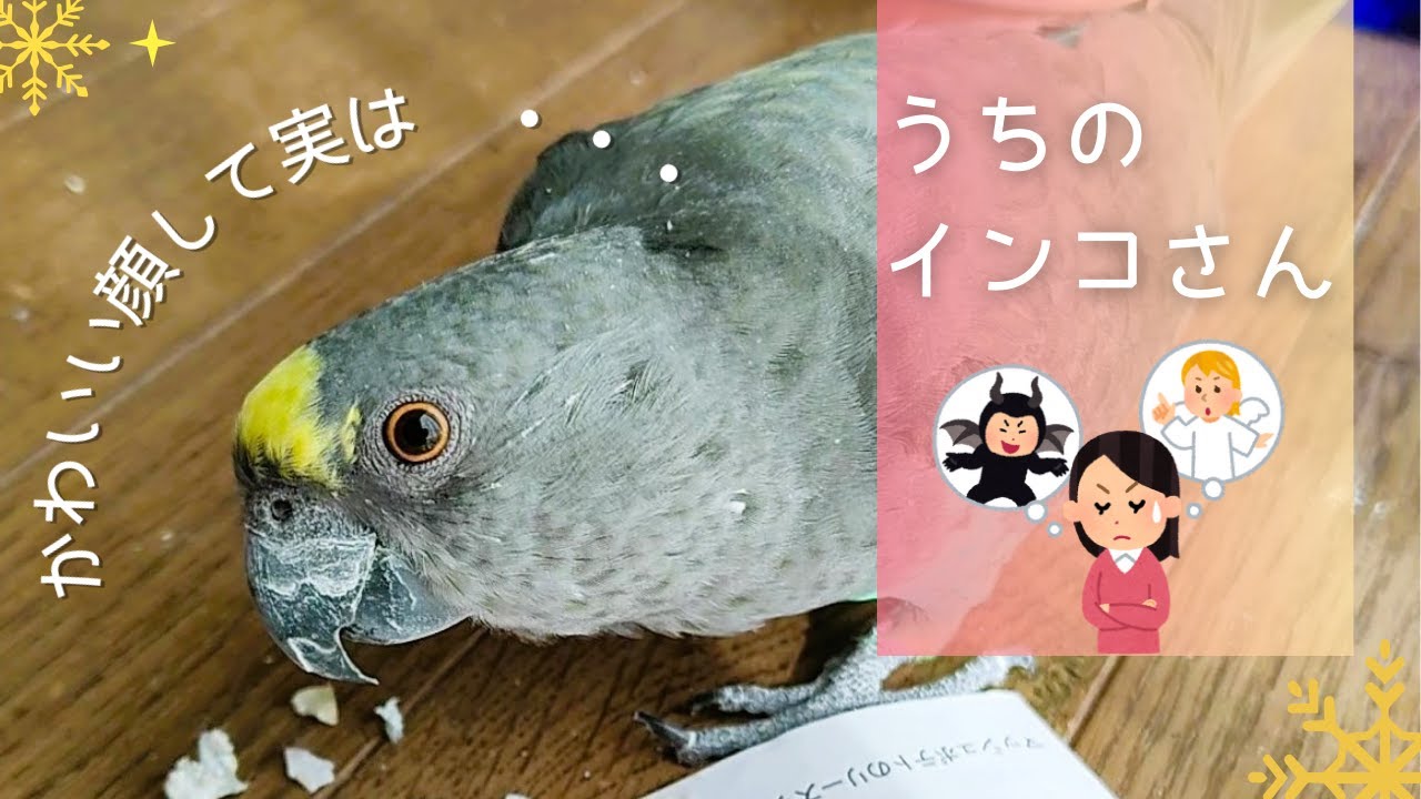 【シニア姉妹の日常】うちのインコさん紹介