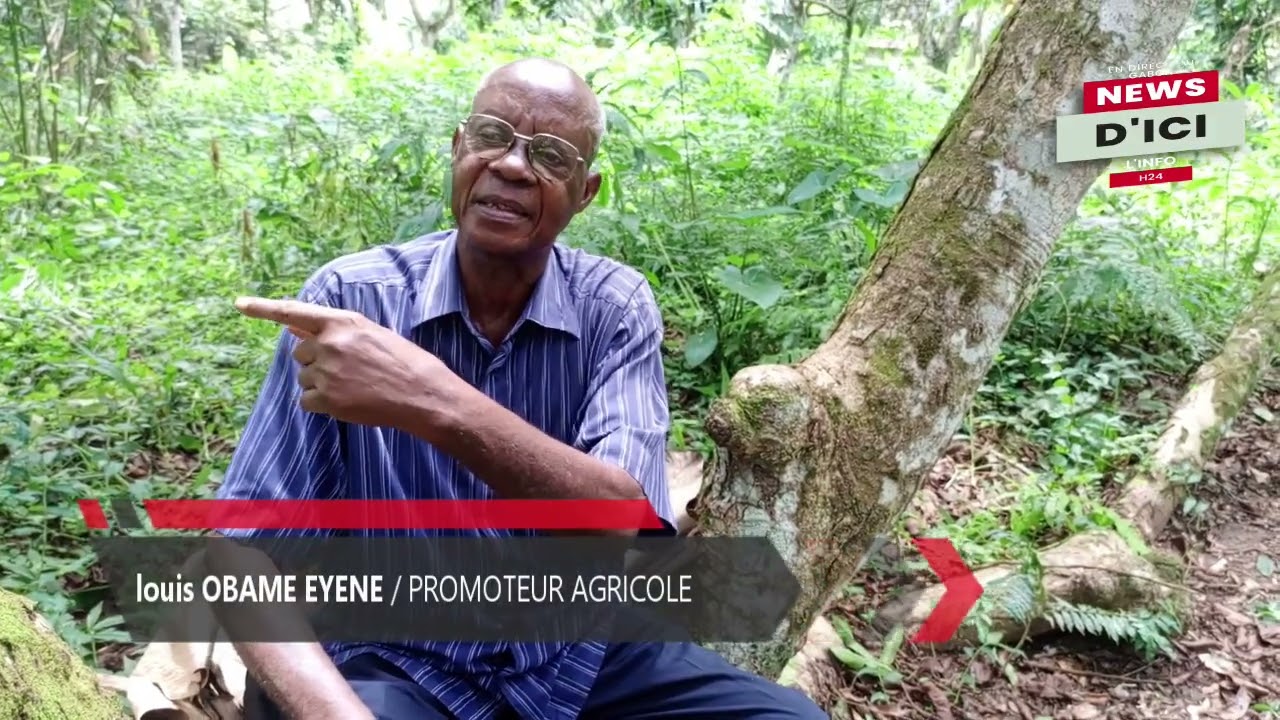 Okolassi : Les agriculteurs exaspérés par la recrudescence des vols dans les plantations