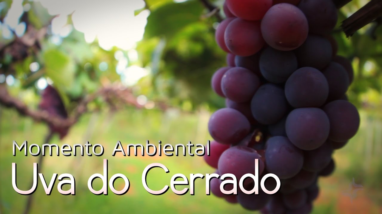 Uva do Cerrado - Momento Ambiental
