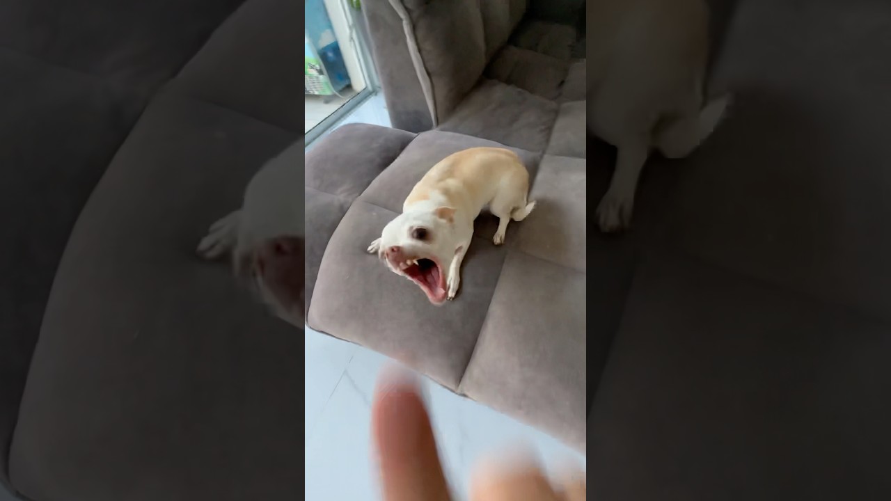 Niki is the queen🤣