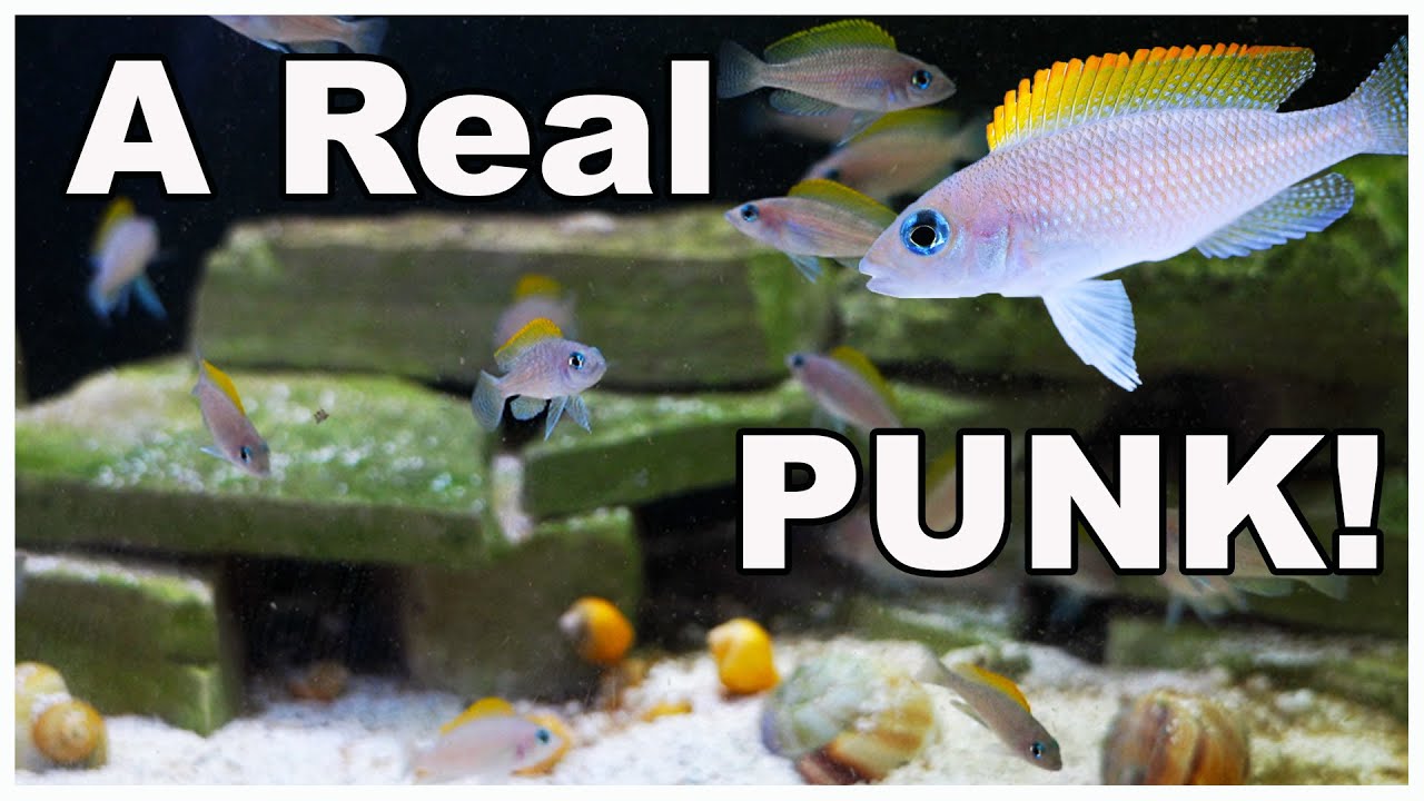 A Tank FULL of PUNKS! Neolamprologus caudopunctatus Aquarium Update