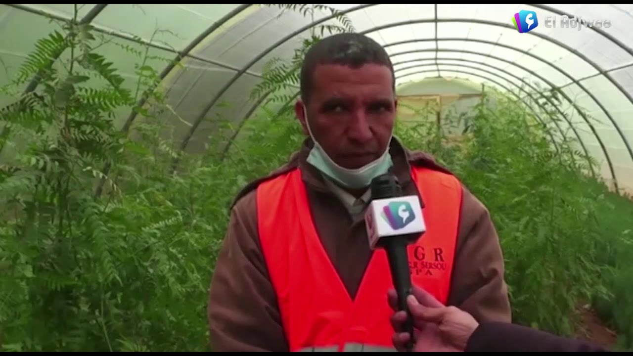 مشتلة سيدي طيفور بالبيض .. مكسب هام يساهم في إنتاج 800 ألف شجيرة سنويا