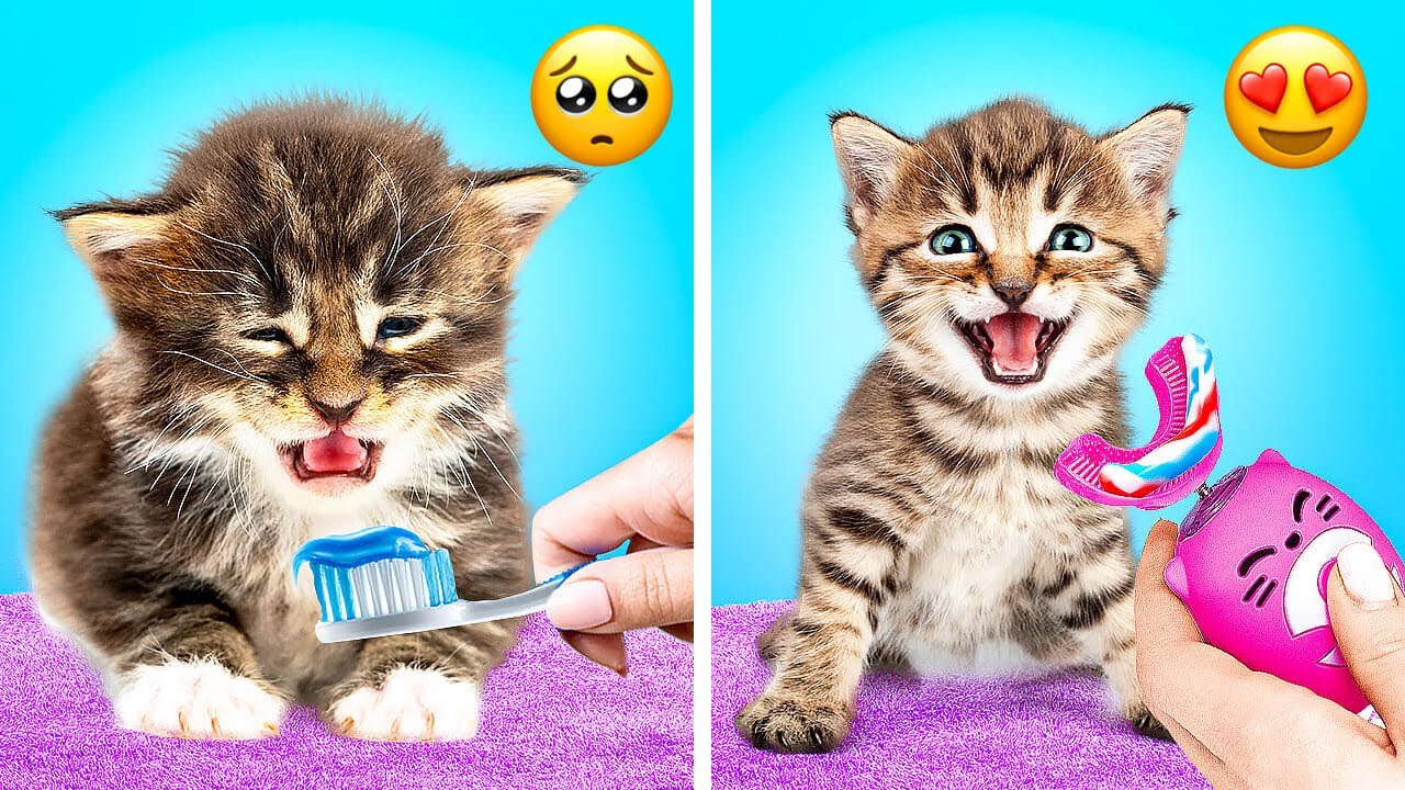 TRUCCHI E GADGET GENIALI PER PROPRIETARI DI ANIMALI DOMESTICI
