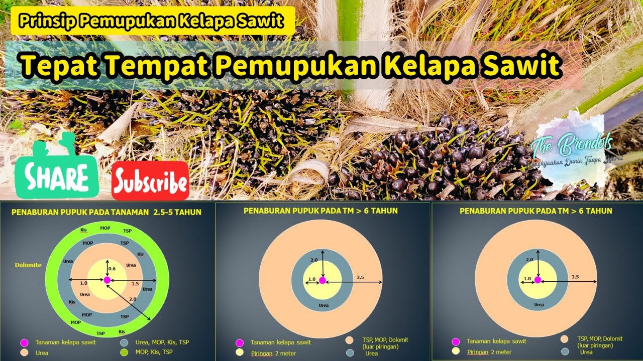 Prinsip Pemupukan Kelapa Sawit 
