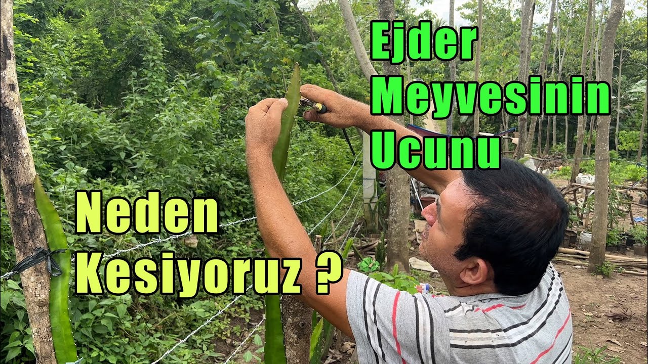 Boyumuzu Aşan Ejder Meyvesi Dalının Ucu Neden Kesilir