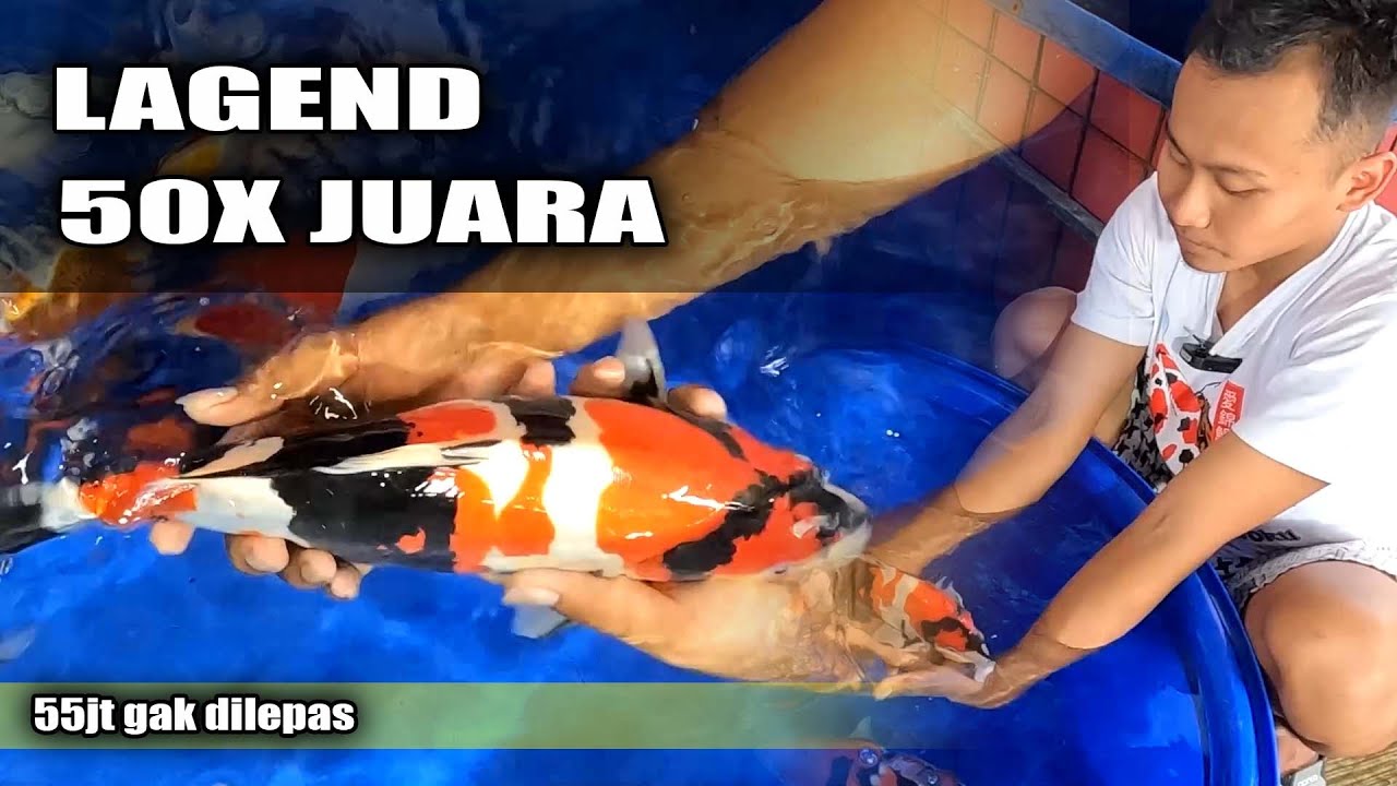 IKAN KOI YANG  BISA JUARA TERNYATA SEPERTI INI CARA PERAWATANYA
