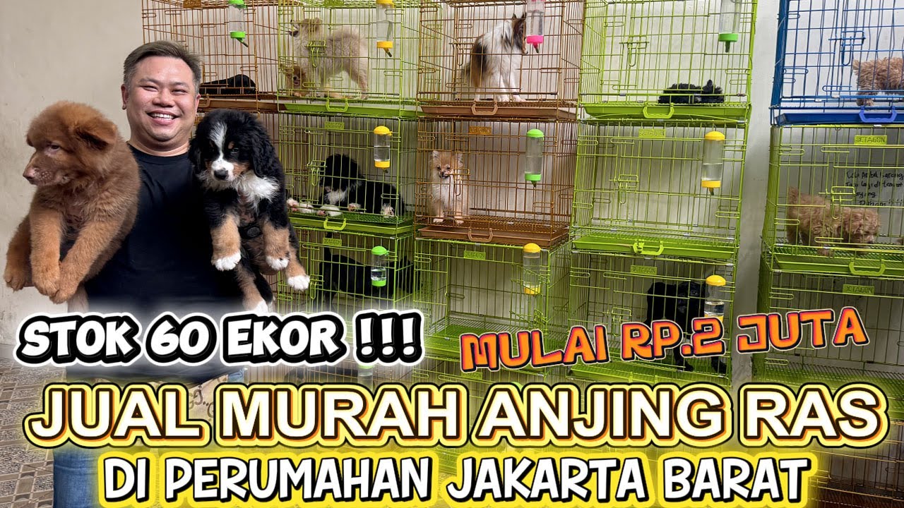 Jual Murah Anjing Ras Di Rumah - Stok 60 Ekor Mulai Rp.2 Juta
