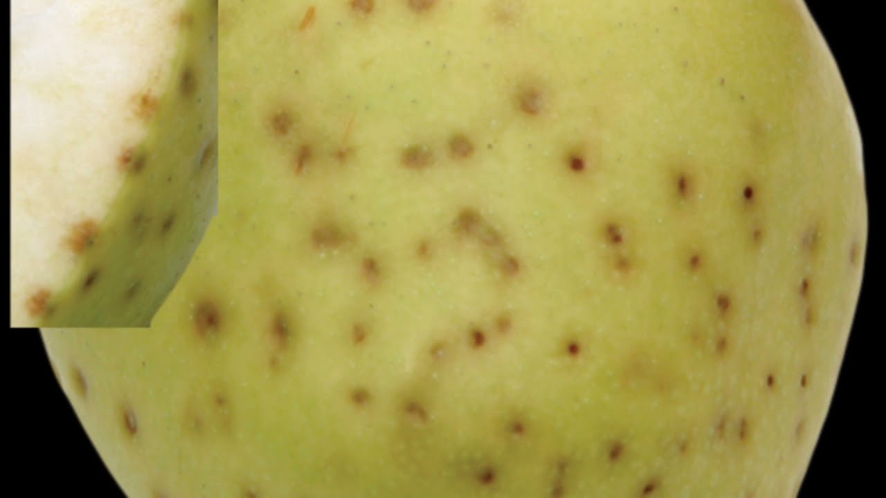 Agriculture Plants Life(Bitter Pit disease)مرض النقرة المرة في التفاح