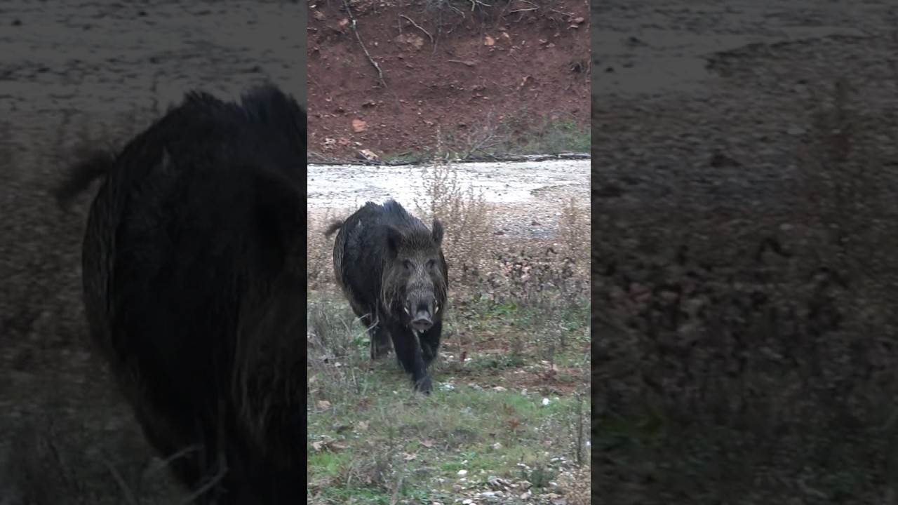 Wild boar hunting #okaysahin #youtubeshorts #wildlife