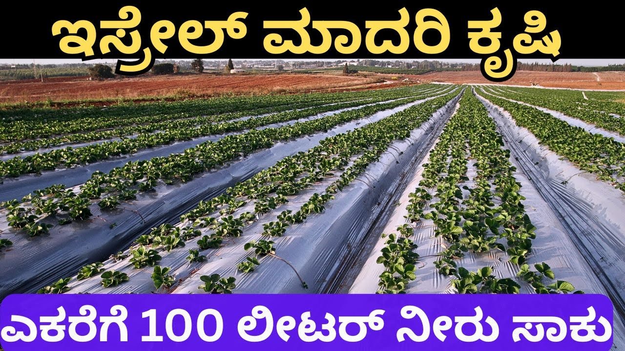ಇಸ್ರೇಲ್ ಮಾದರಿ ಕೃಷಿಯಲ್ಲಿ  ಕಡಿಮೆ ಖರ್ಚು  ,ಇಳುವರಿ ಹೆಚ್ಚು!Israel-style farming results higher yields