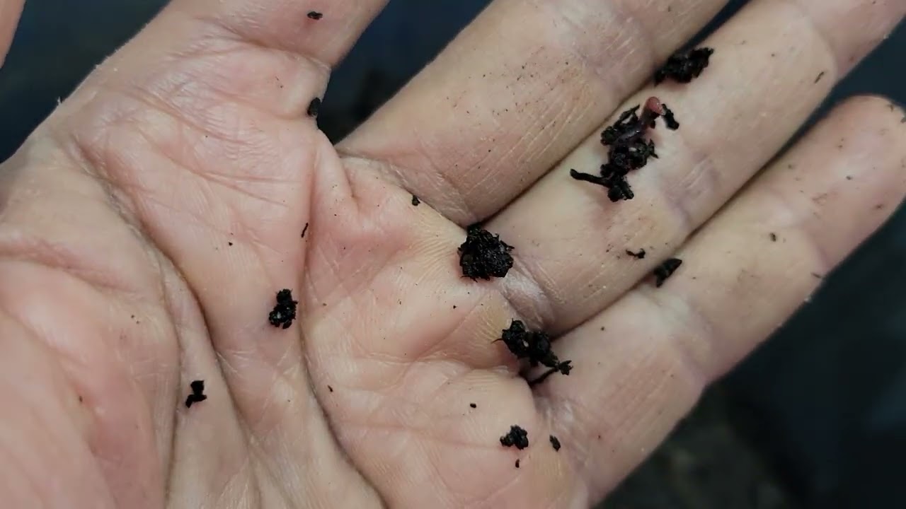 Worm bin update January 11, 2026