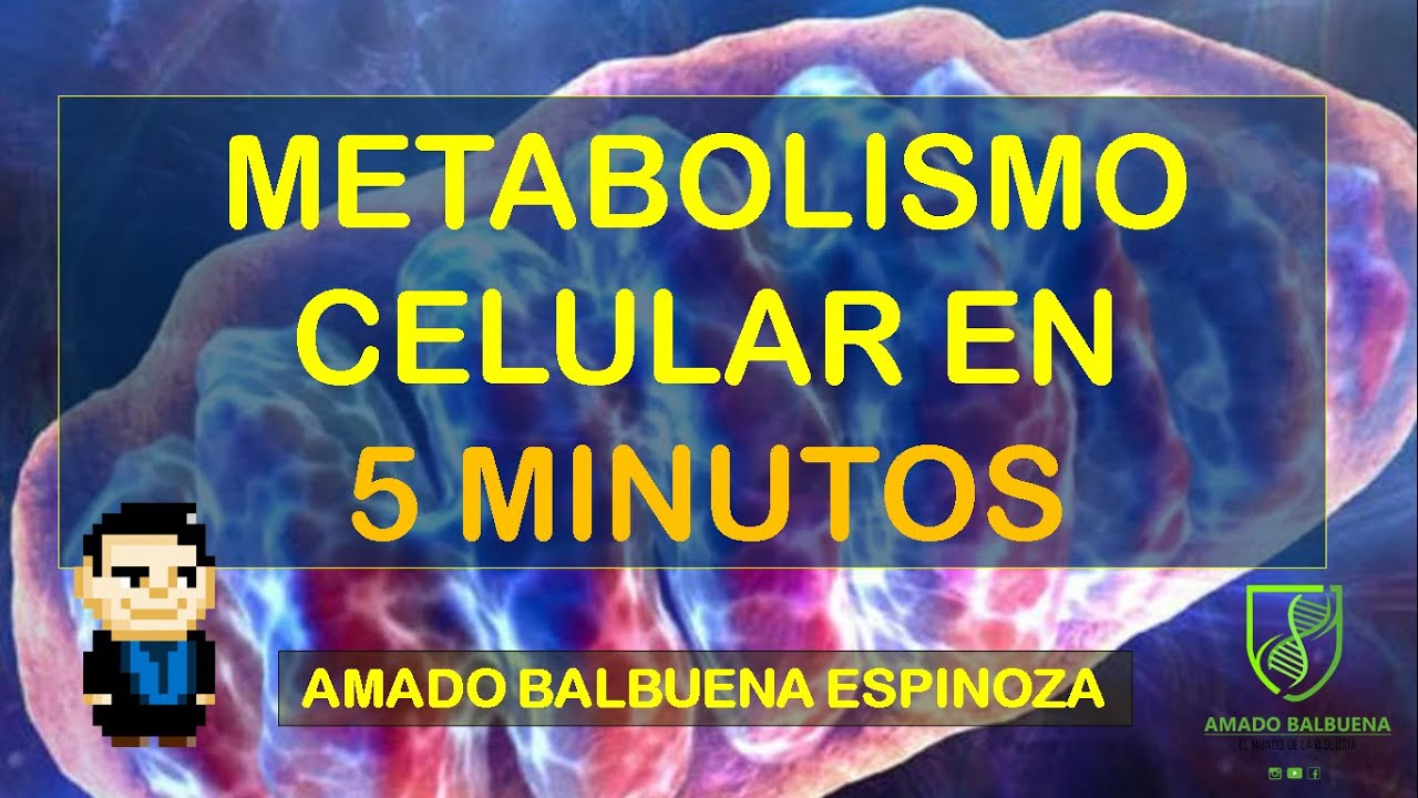 METABOLISMO CELULAR EN 5 MINUTOS