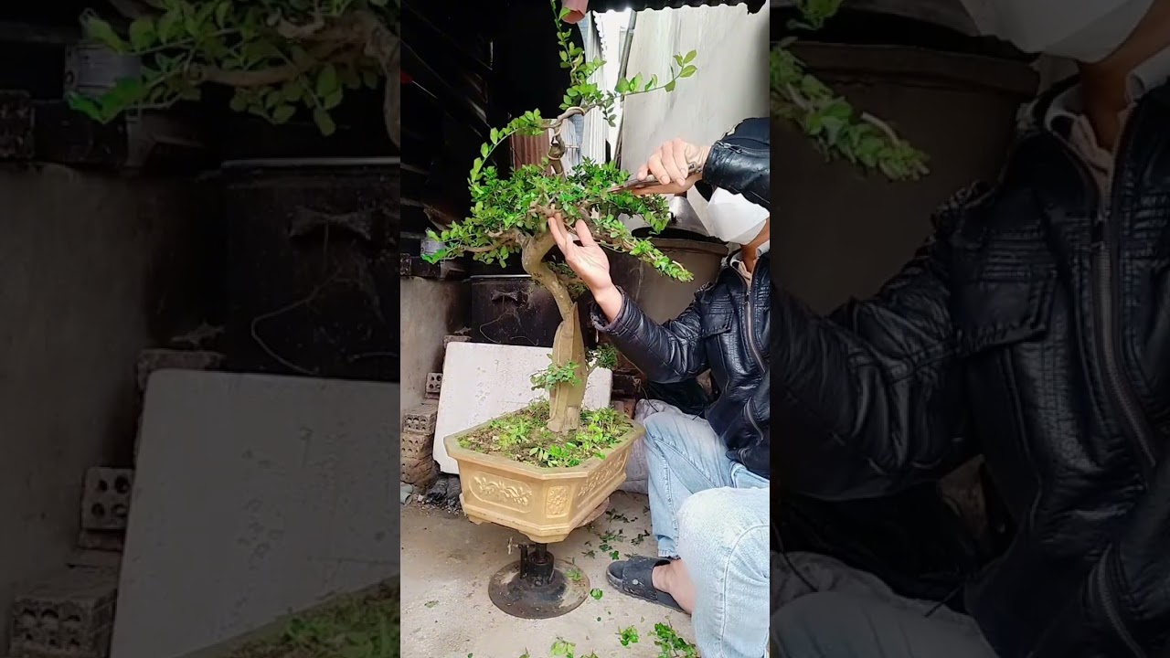 Duối bonsai mini