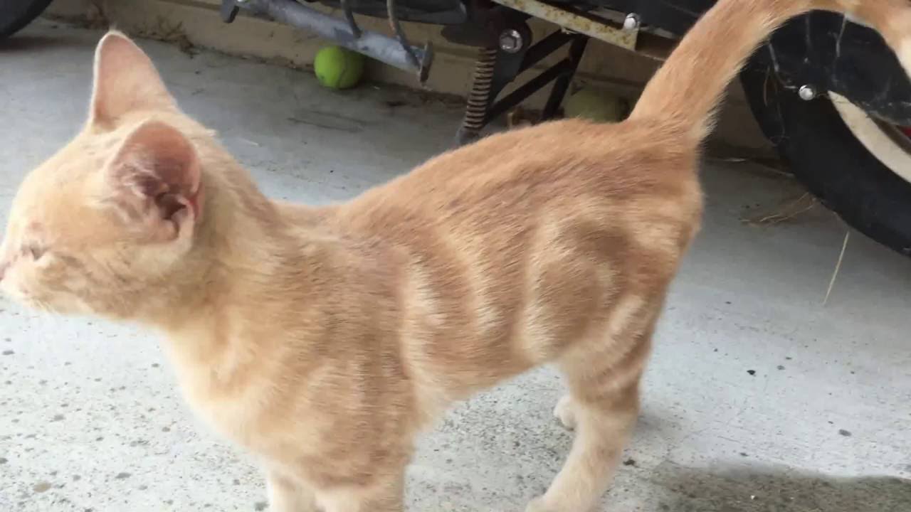 My backyard classic tabby cat 🐱