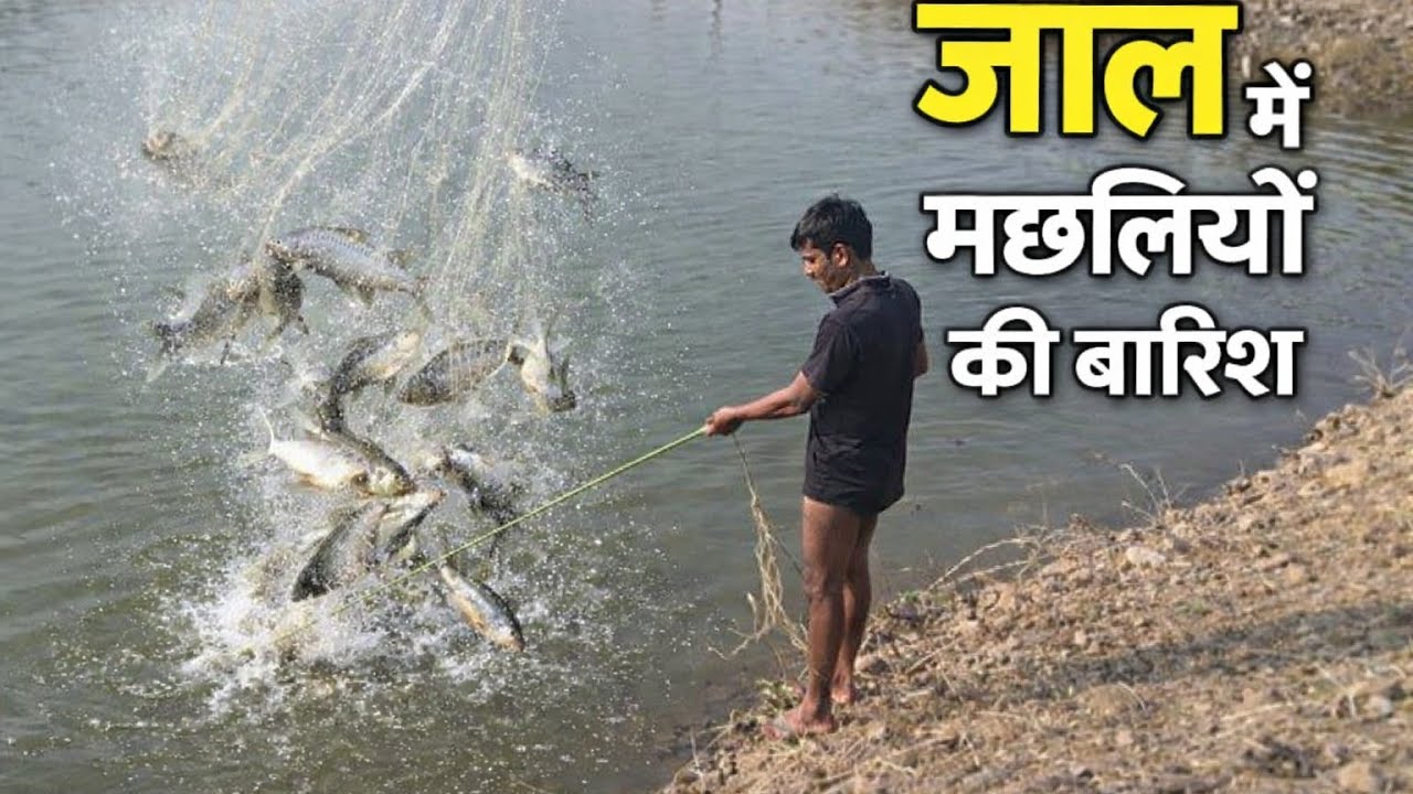 तालाब में मछली की बारिश