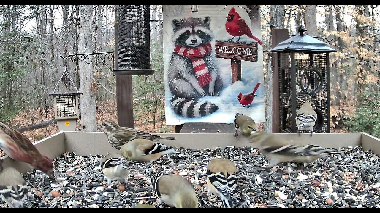 Streaming LIVE ** Birds on the Bluff Main Feeding Platform Camera ** 1/18/2026