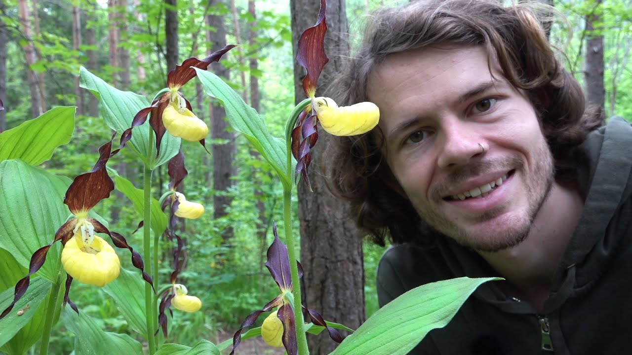 Seltene wilde Orchideen - Mystische Schönheiten