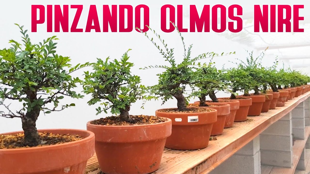 Pinzando  Zelkovas Nire - Estructura de ramas