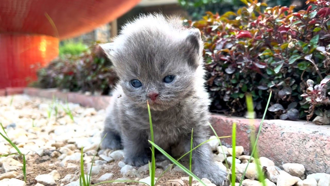 Poor Kitten Finds Hope and Love Again After Missing Their Mama 🐱💖🐾