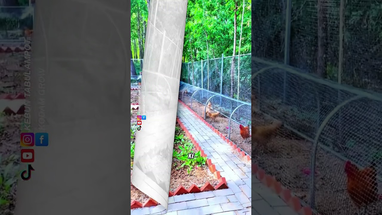 Ide Kreatif Saat Membuat Kandang Ayam #pertanian #tipsberkebun #Trikpintar #petanimodern