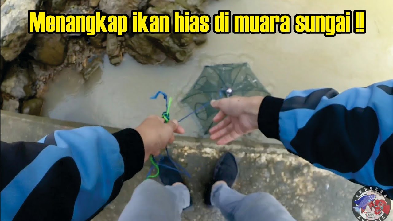 Menangkap ikan hias di muara sungai ‼️ bubu payung ‼️