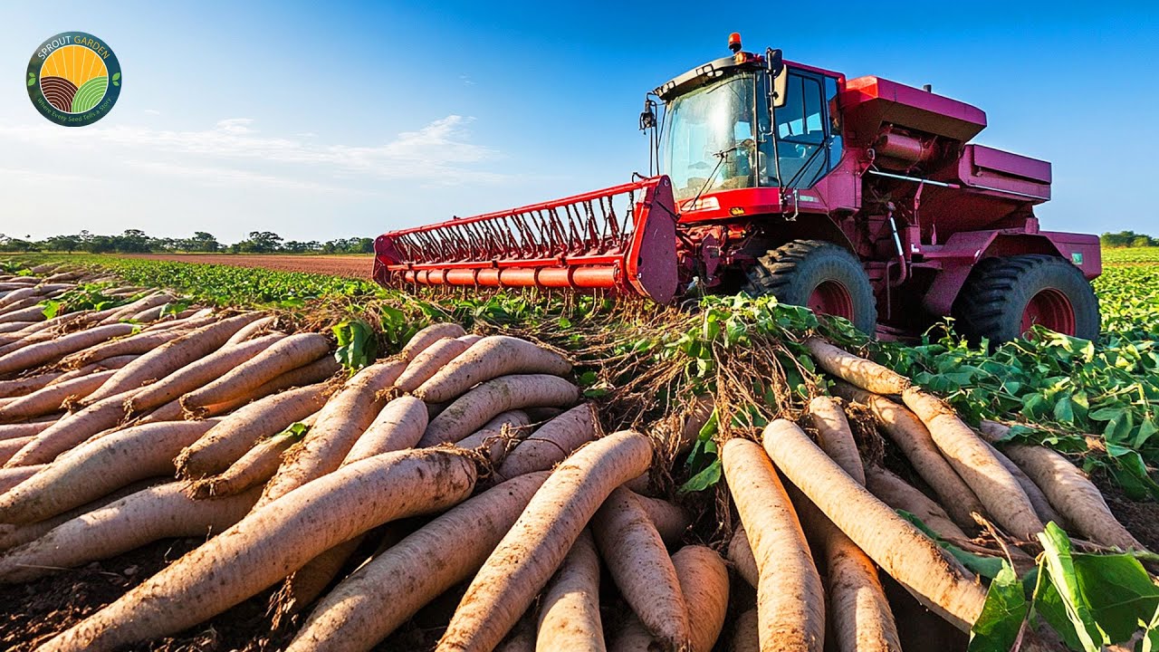 How Farmers Cultivate and Harvest Cassava – Amazing Modern Cassava Processing | Farming Documentary