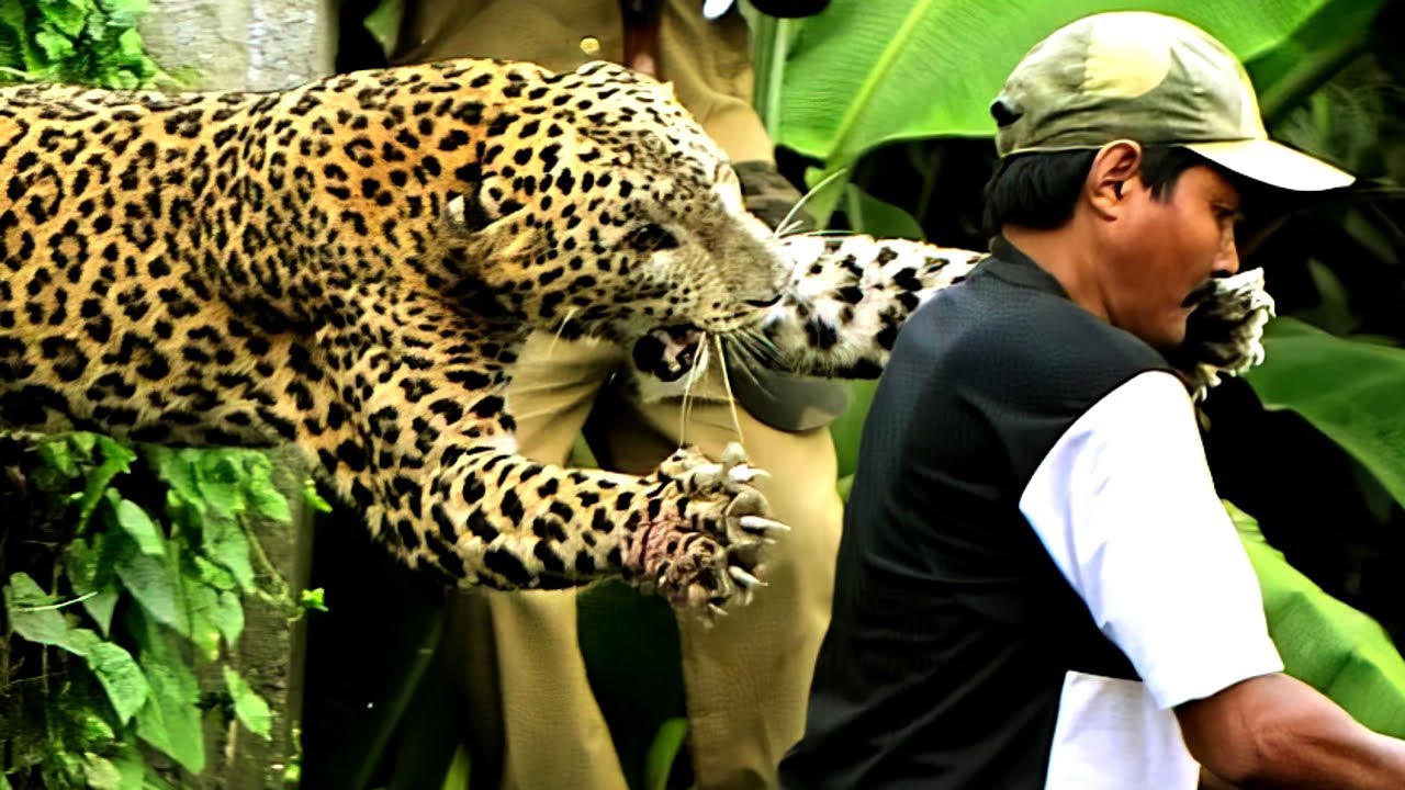 Leopard Rescue in India