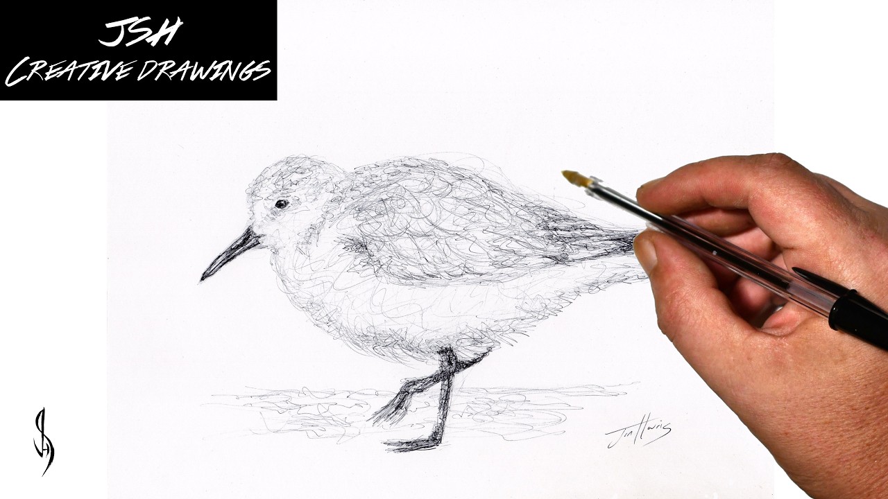 Sketching a Sanderling Shorebird with a Biro Pen