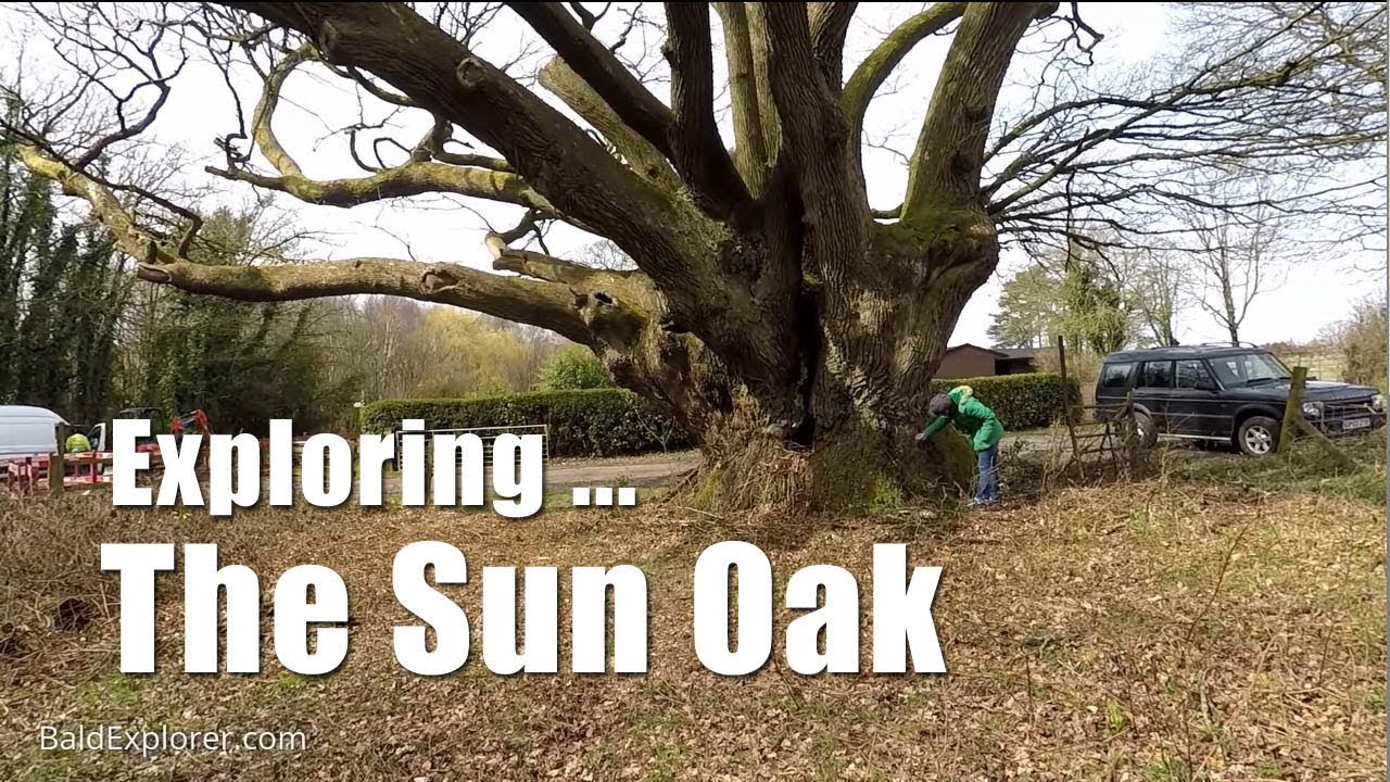 Walks in England: Exploring the Sun Oak Nr Horsham