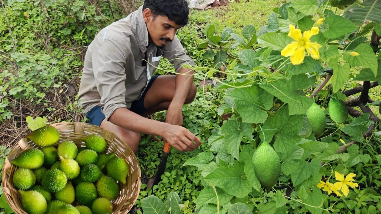 सड्यावर फिरून आणली पावसाळ्यात मिळणारी काटला, कोकणातील रानभाजी | Traditional kokan @TejaGurav