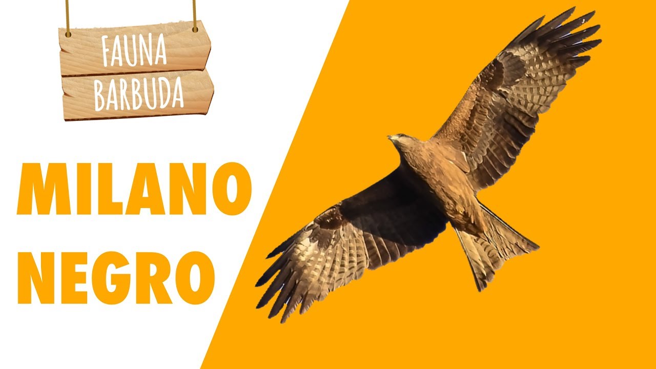 FAUNA BARBUDA 13: El Milano Negro (Milvus migrans), una rapaz que SE LO MONTA BIEN