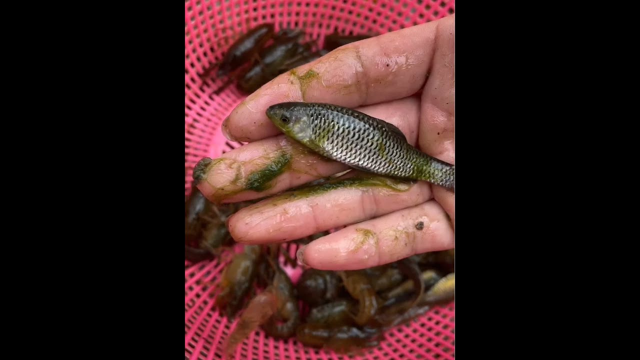 #橄清 #橄清橄榄汁 #养鱼日志 #逮鱼摸虾 #今天的收获